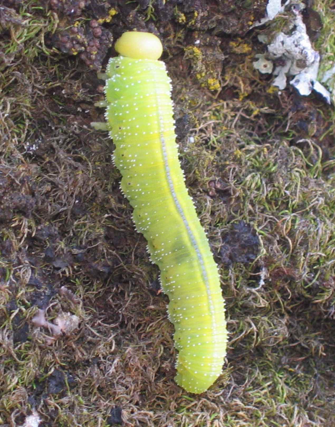 bruco giallo (Cimbicidae)